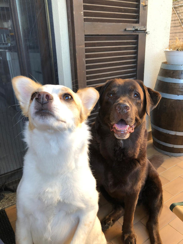 Bella-Buccia.jpg__PID:3d5348b8-08d6-49cf-b1b7-4fd09b7fd3a1