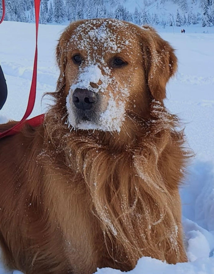 Buck.jpg__PID:637366db-2345-479e-a979-677ab44ee3dc