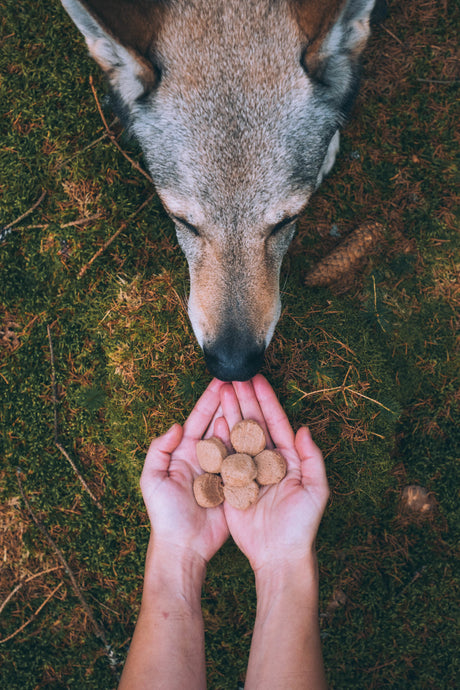 Carnilove Freeze-Dried Raw Snack Monoproteico Agnello 60 g