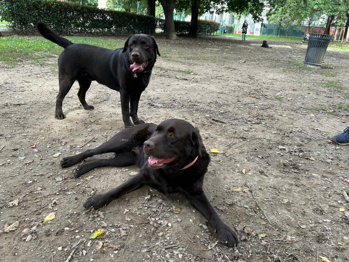 Moka.jpg__PID:8cc21885-4f80-492f-939c-175b673290ab