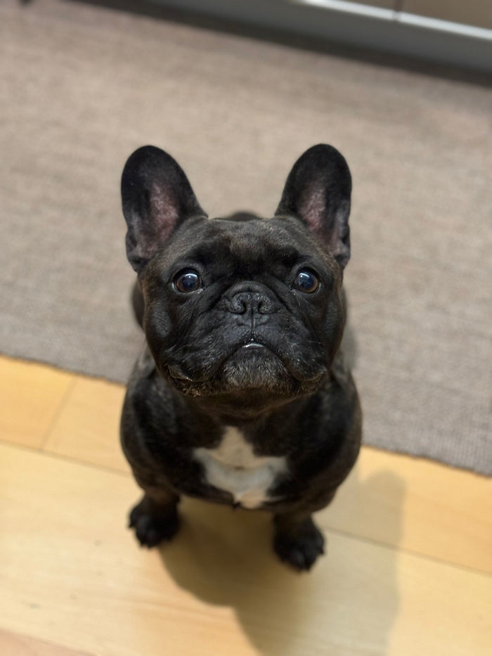 Primo.jpg__PID:ad07c721-88cf-4bb7-a41e-498a0f221337