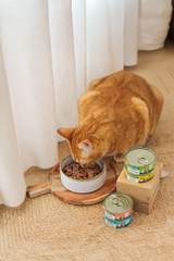 Wild Balance Cat Chicken Casserole con Pollo per gatti 80 g