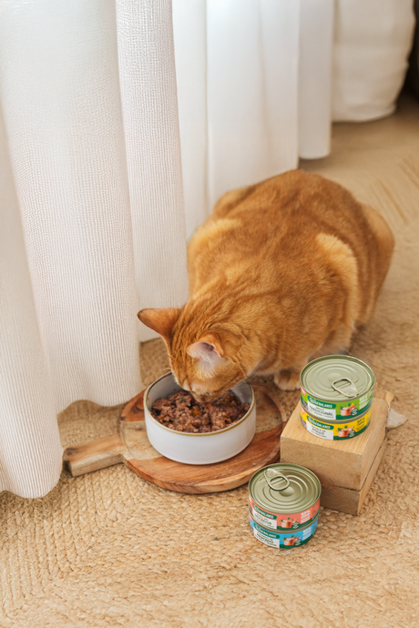 Wild Balance Cat Farmer's Stew con Tacchino & Manzo per gatti 80 g